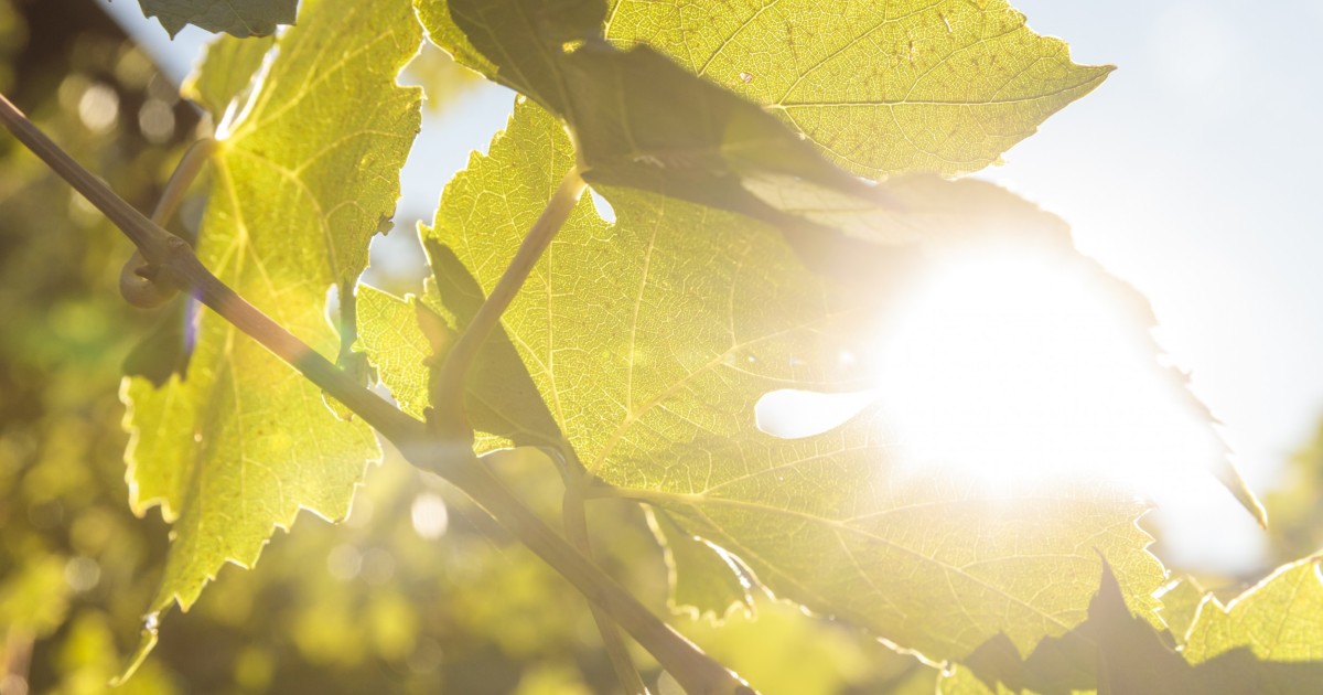 vineyard-work-with-the-atmosphere